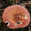 Russula_velenovskyi_bo6620