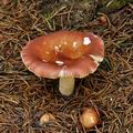 Russula_velenovskyi_bo6624