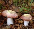 Russula_veternosa_af3407