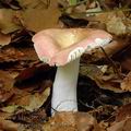 Russula_veternosa_al6019