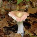 Russula_veternosa_al6023