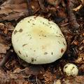 Russula_veternosa_bo4075