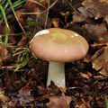 Russula_veternosa_bo4817