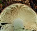 Russula_veternosa_bo4818