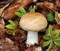 Russula_veternosa_bv5391