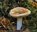 Russula_veternosa_ca1900