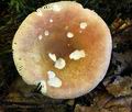 Russula_veternosa_ca1902