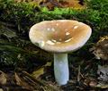 Russula_veternosa_ca1908