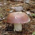 Russula_vinosa_al6158