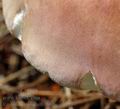 Russula_vinosa_al6166