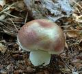 Russula_vinosa_al6182