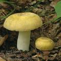 Russula_violeipes_al6267