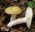 Russula_violeipes_al6272