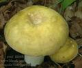 Russula_violeipes_al6273