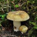 Russula_violeipes_bm0003