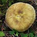 Russula_violeipes_bm0010