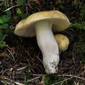 Russula_violeipes_bm0012