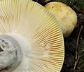 Russula_violeipes_bm0017