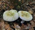 Russula_violeipes_bo4394