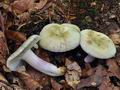 Russula_violeipes_bo4395