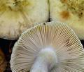 Russula_violeipes_bo4404