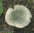 Russula_virescens_ac0063