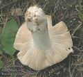 Russula_virescens_ac0066