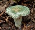 Russula_virescens_ce4445s