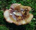 Russula_viscida_hy8826