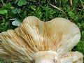 Russula_viscida_hy8835