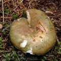 Russula_xerampelina_am0342