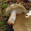 Russula_xerampelina_am0350