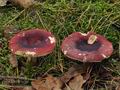 Russula_xerampelina_bp3607