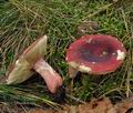 Russula_xerampelina_bp3610