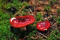 Russula_xerampelina_jf8934