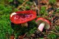 Russula_xerampelina_jf8937