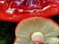 Russula_xerampelina_jf8941