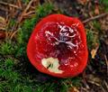 Russula_xerampelina_jf8946