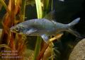 Rutilus_rutilus_hc0652