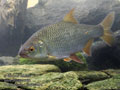 Rutilus_rutilus_pb302094