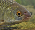 Rutilus_rutilus_r2143