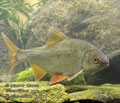 Rutilus_rutilus_r2219