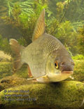 Rutilus_rutilus_r2315