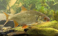 Rutilus_rutilus_r2398