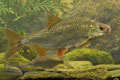 Rutilus_rutilus_r2405