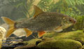 Rutilus_rutilus_r2457