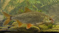 Rutilus_rutilus_r2524