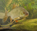 Rutilus_rutilus_r2534