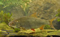 Rutilus_rutilus_r2607