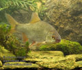 Rutilus_rutilus_r2610